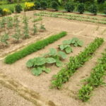 L’importanza delle giuste distanze di semina e trapianto